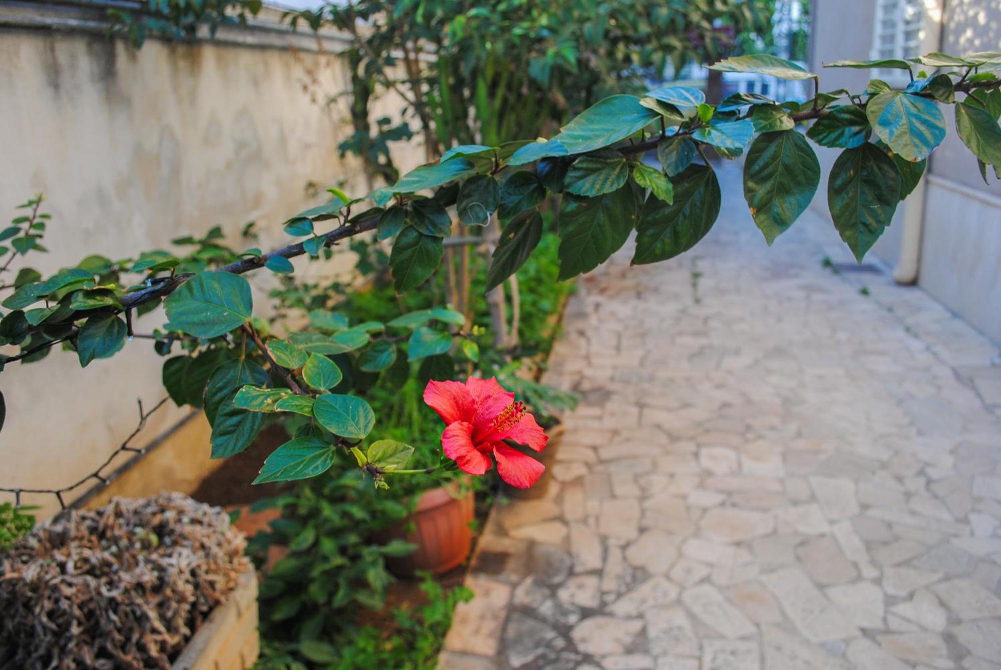 Villa Magnolia Con Giardino Bari Dış mekan fotoğraf