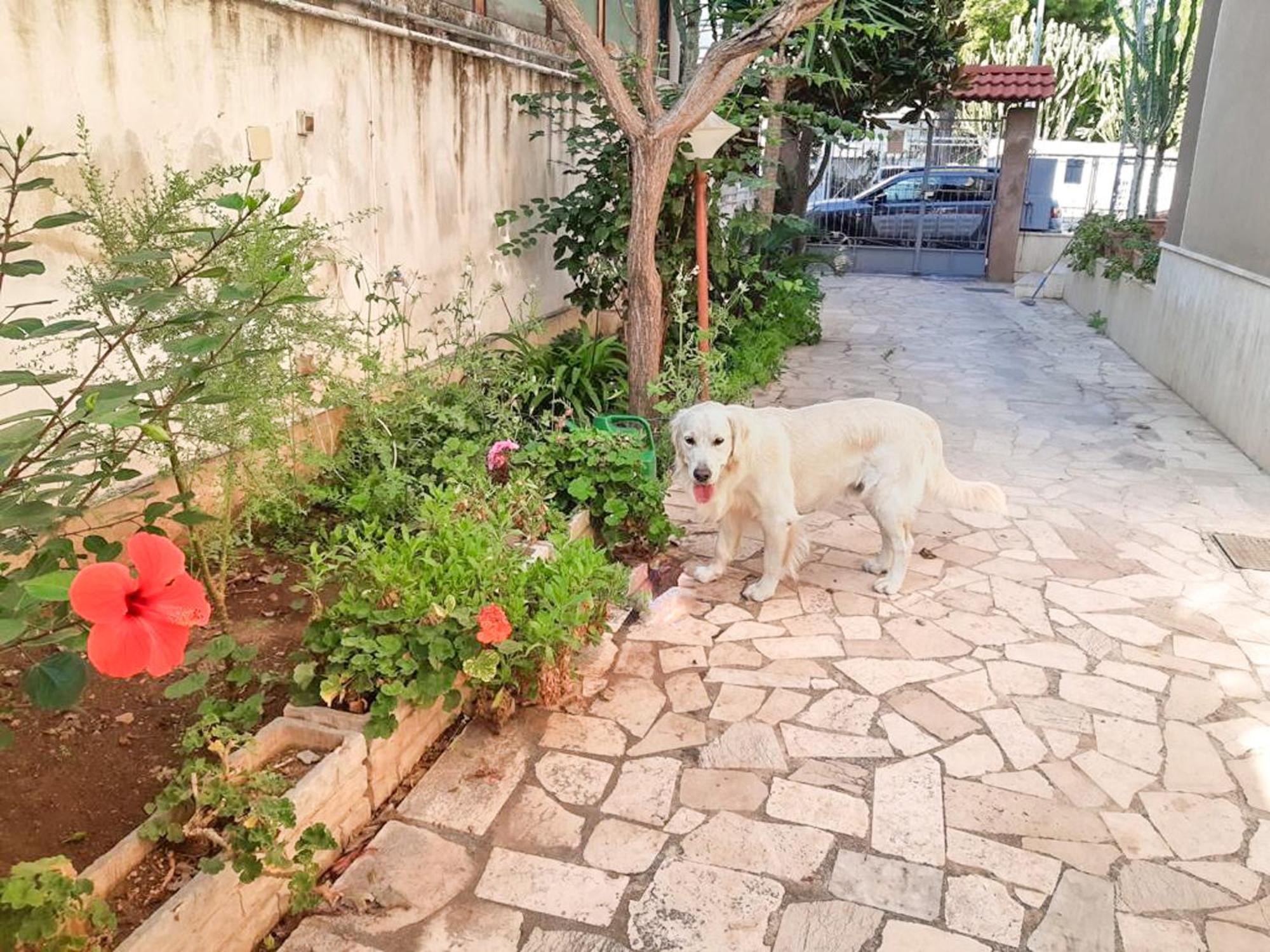 Villa Magnolia Con Giardino Bari Dış mekan fotoğraf
